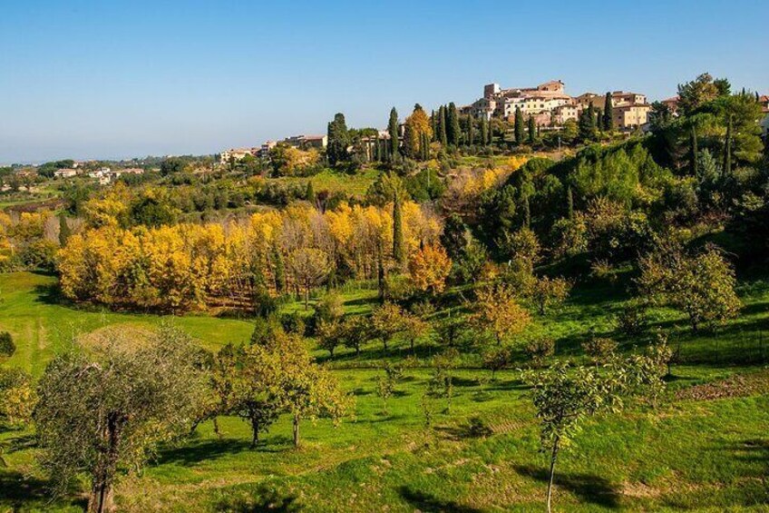 Full-Day Pisa Private Guided Tour with Visit to Local Wine Farm