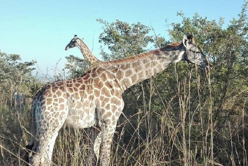 Two day Kruger National Park Safari from Johannesburg