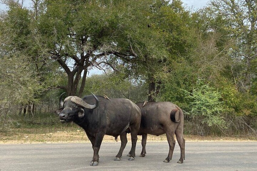 Two day Kruger National Park Safari from Johannesburg