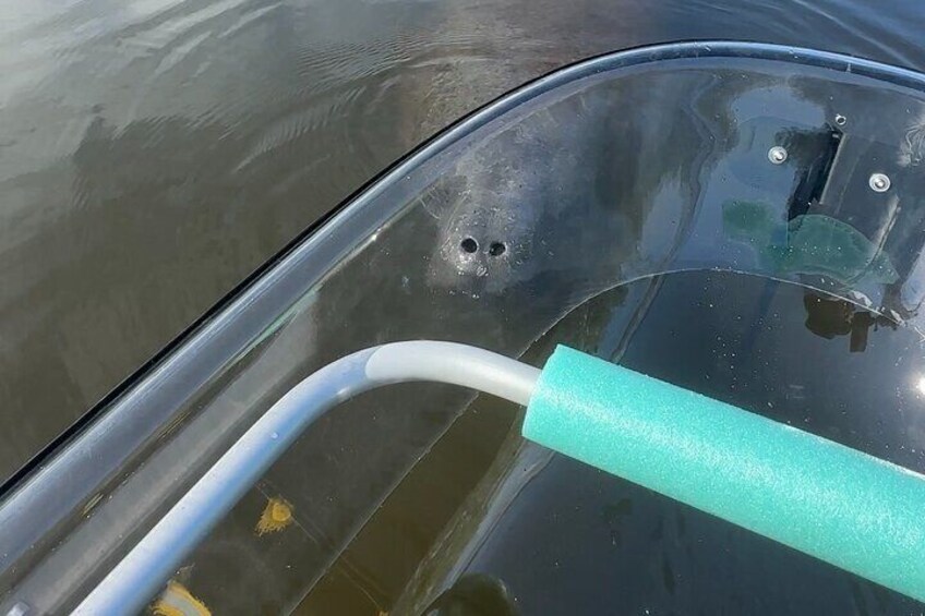 Caution: Human viewing ahead! We're not the only curious creatures! Manatees call Robinson Preserve home!