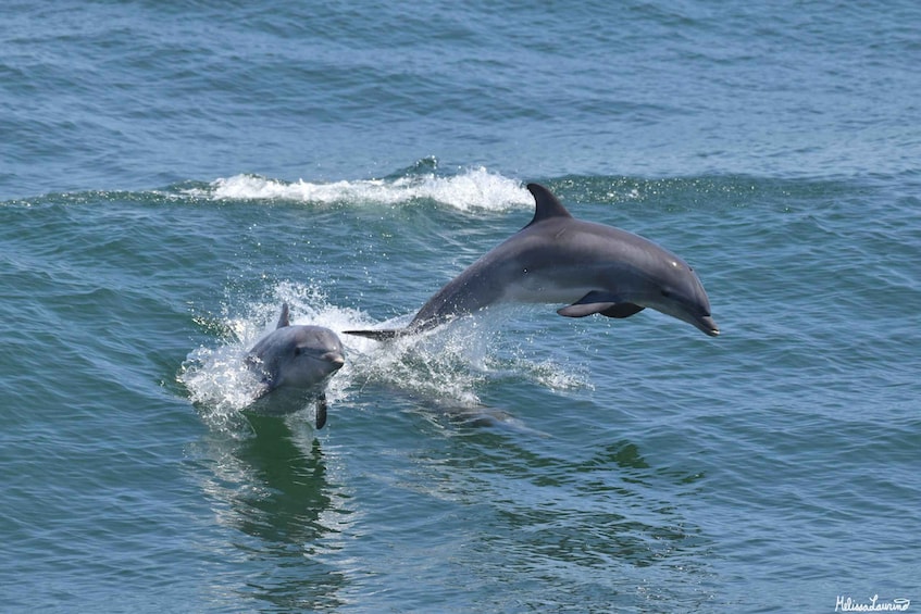 Picture 5 for Activity Cape May: Sunset Dolphin Watching Cruise with Food