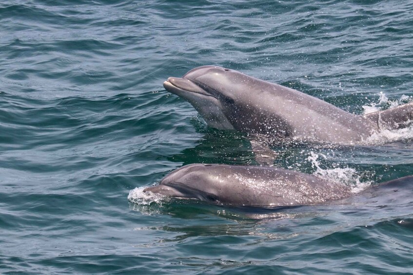 Picture 3 for Activity Cape May: Sunset Dolphin Watching Cruise with Food