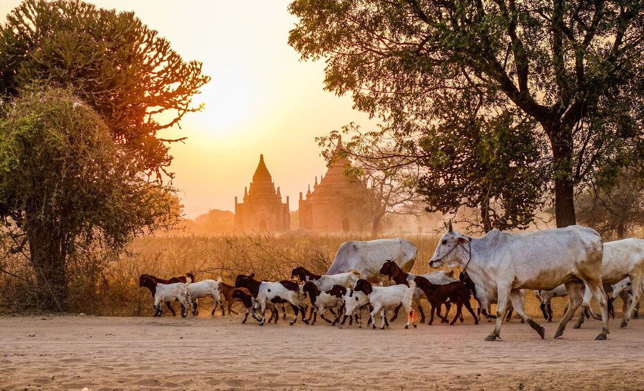 Picture 8 for Activity Bagan: Ancient Temples Private Tour