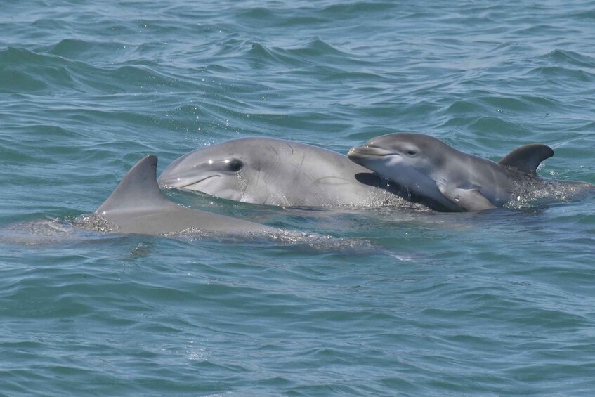 Picture 2 for Activity Cape May: Dolphin and Bird Watching Cruise