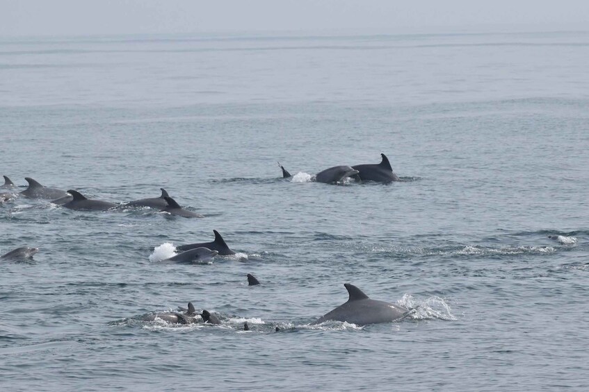 Picture 4 for Activity Cape May: Dolphin and Bird Watching Cruise