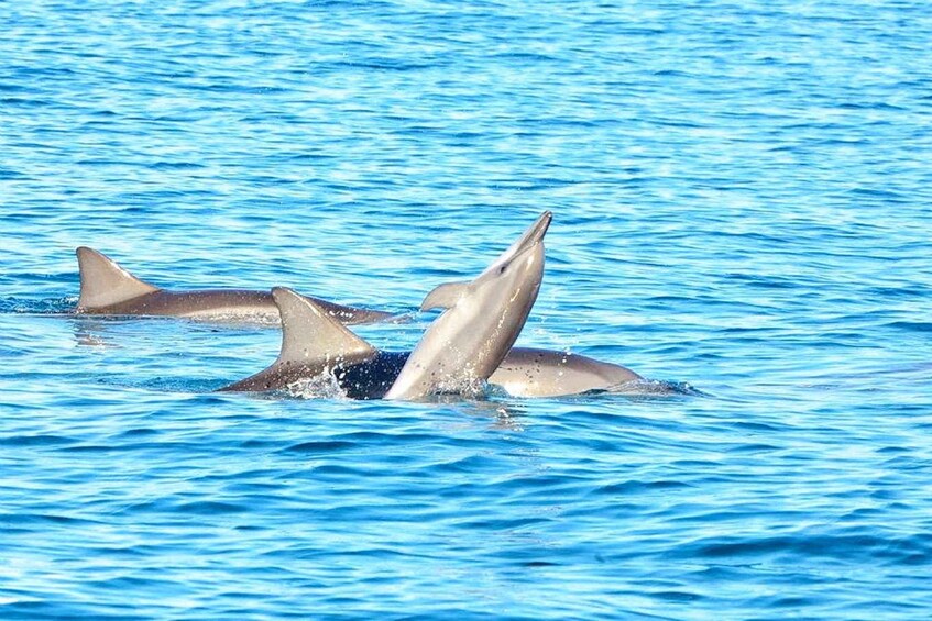 Picture 4 for Activity Wild Dolphin Swim & 4 Northern Beaches with Transportation