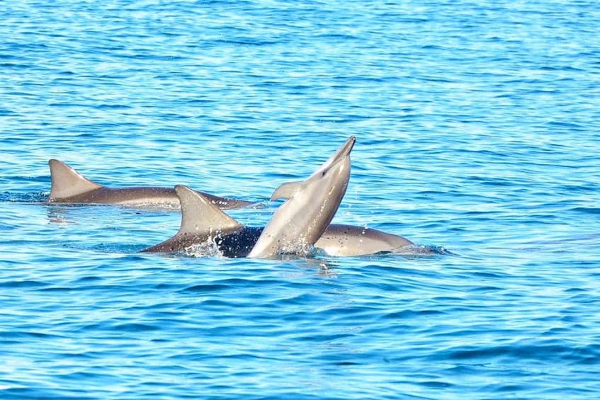 Picture 4 for Activity Wild Dolphin Swim & 4 Northern Beaches with Transportation