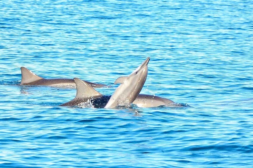 Picture 4 for Activity Wild Dolphin Swim & 4 Northern Beaches with Transportation