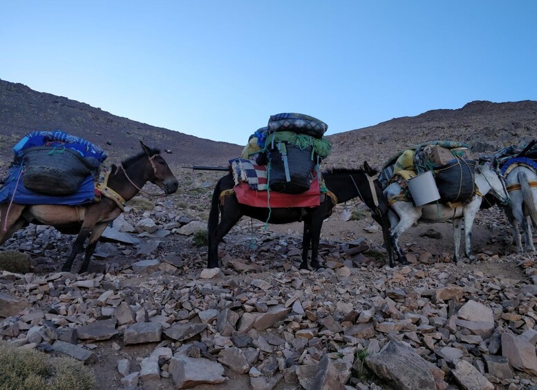 Picture 4 for Activity Marrakech: Berber Villages Trek , Atlas Mountains in 2 Days