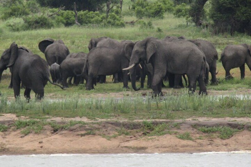 Elephant Gathering