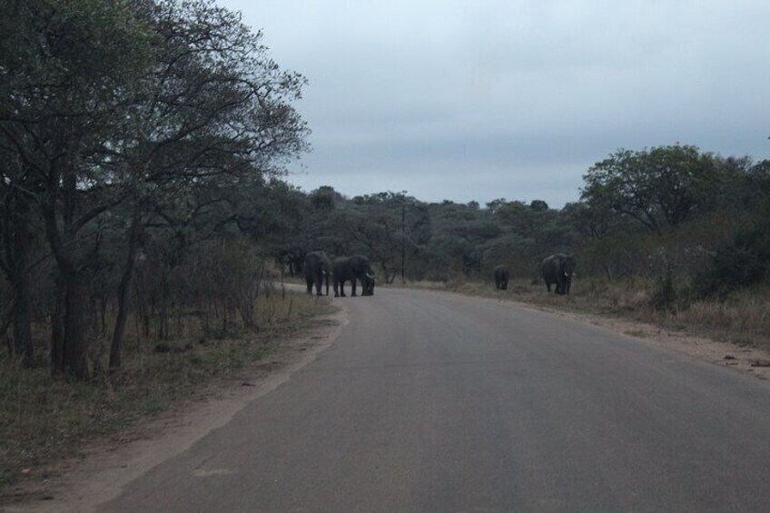 An occasional roadblock in the park 