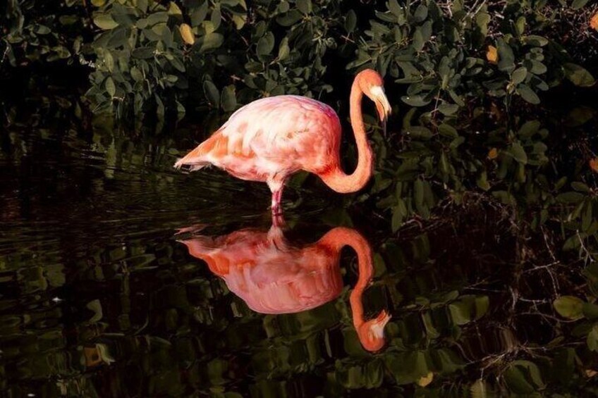 Flamingo Lake, Isabela Island