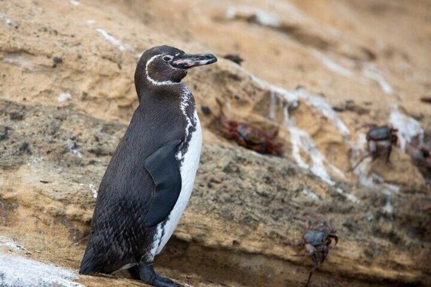Penguin, Isabela Island