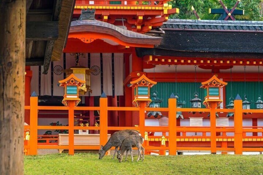 Tokyo to Kyoto and Nara One Full Day Private Tour