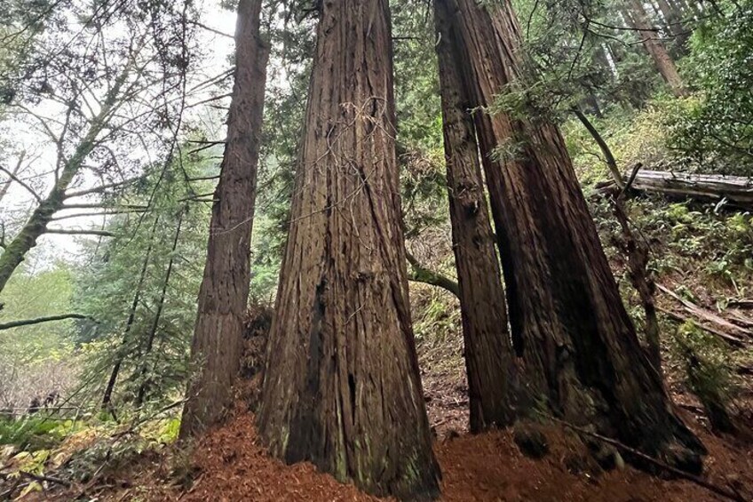 Muir Woods and Sausalito Private Tour