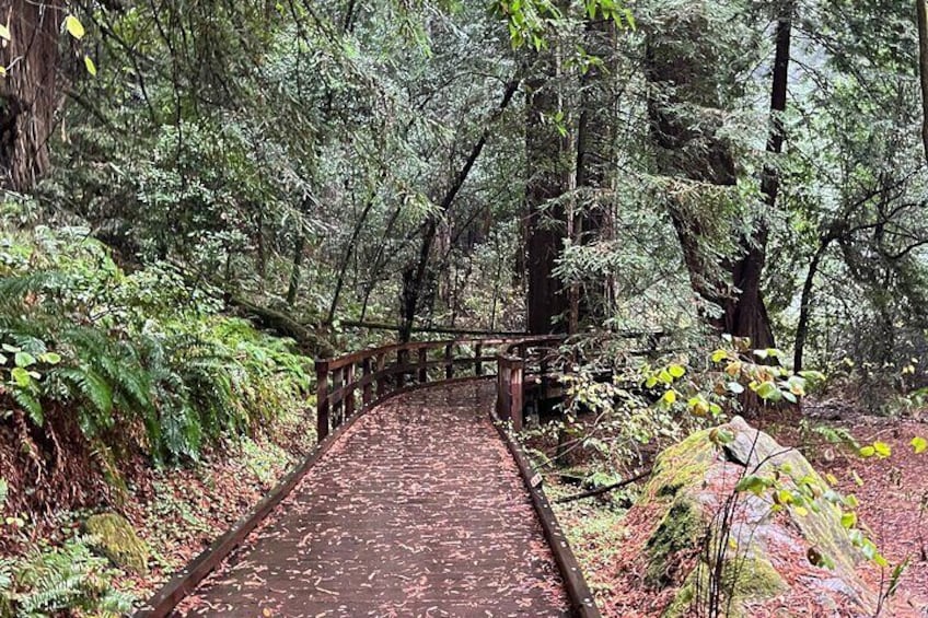 Muir Woods and Sausalito Private Tour