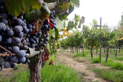 Full day Maipo Valley - Two Wineries Private Tour