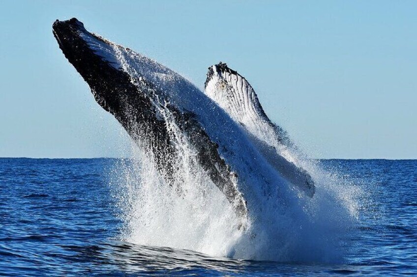 Gold Coast Whale Watch Tour with Whale Watch Queensland