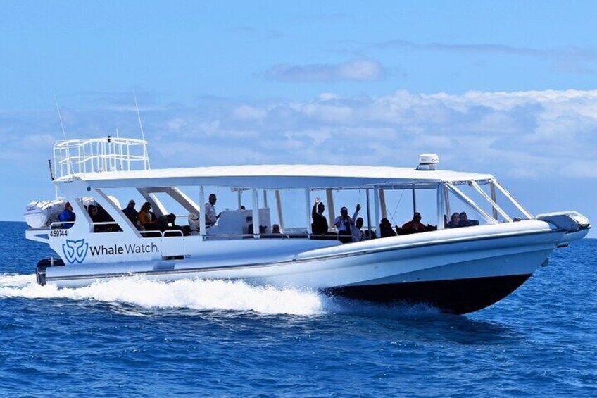 Gold Coast Whale Watch Tour with Whale Watch Queensland