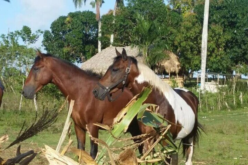 Private Horseback Riding with Pickup from Punta Cana