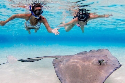 3-stop Adventure: Stingray City and snorkelling at Cayman Reefs