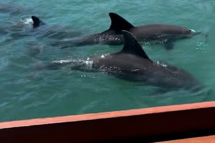 Sandbar & Island Hopping with Dolphins in Madeira Beach