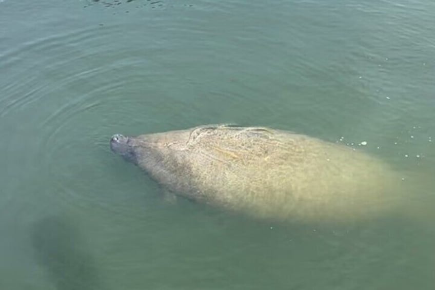 Manatee just hanging out