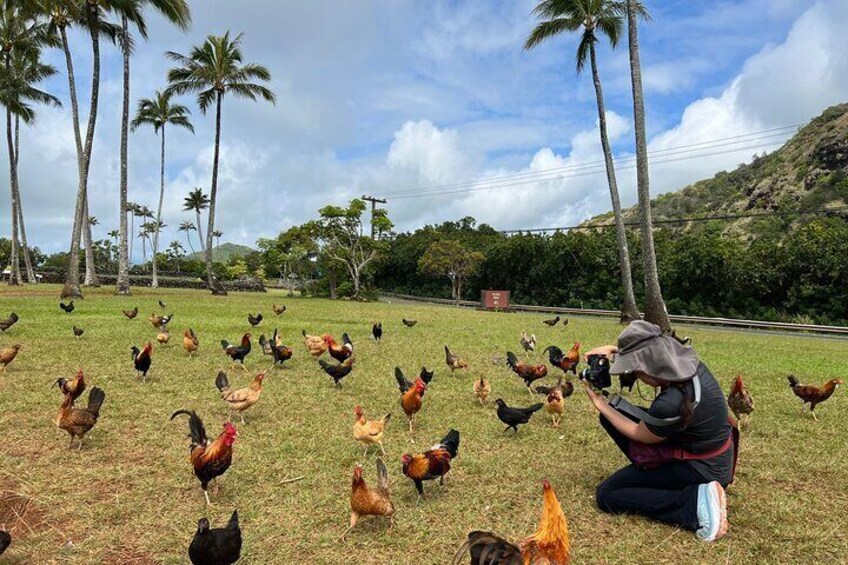 Kauai Eastside & Waterfalls - Small Group - Short & Sweet! 