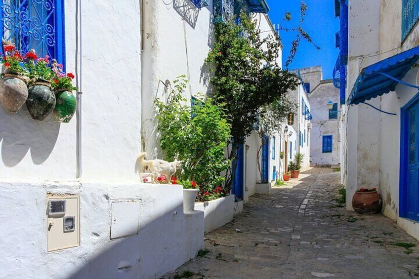 Guided Carthage and Sidi Bou Said Half Day Tour with Lunch