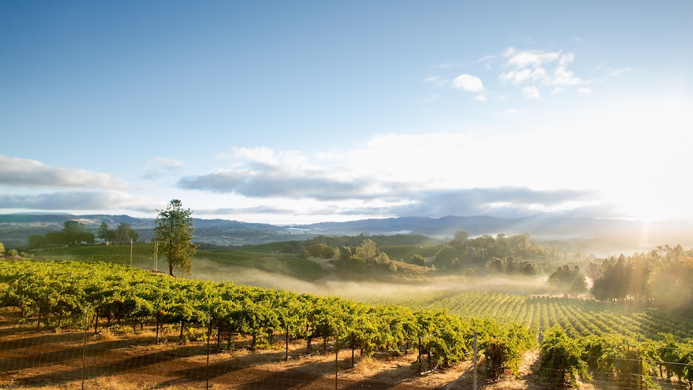 Napa and Sonoma Valley Wine Tour