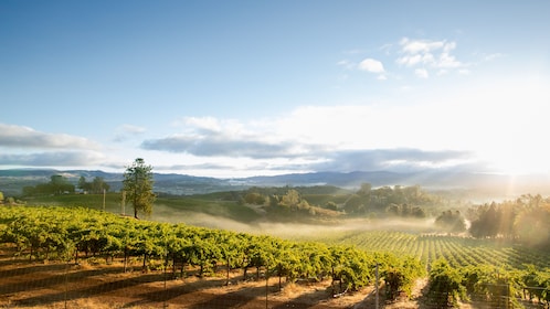 ทัวร์ไวน์ Napa และ Sonoma Valley