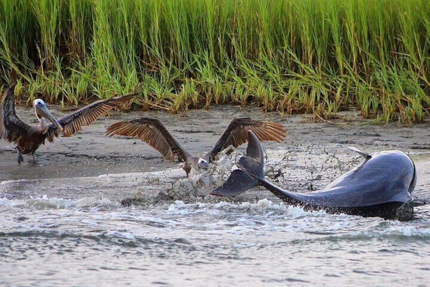 Folly Beach Dolphin Viewing Boat Excursion and Estuary Tour