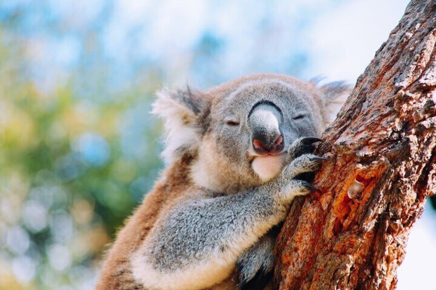 get up close to a koala