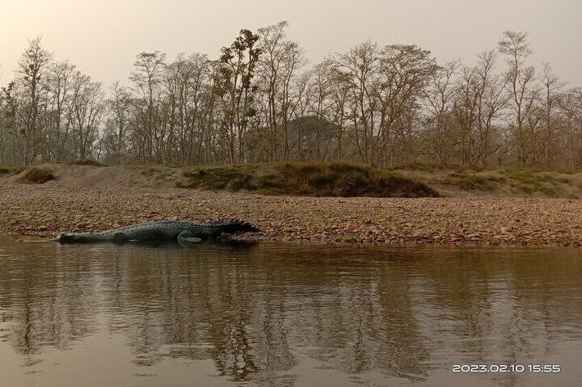 One Day Tour inside Chitwan National Park