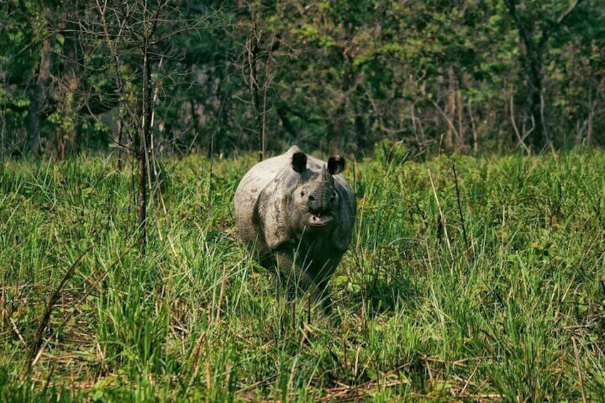 Greater One-horned rhinoceros.