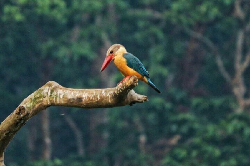 Stork-billed Kingfisher.