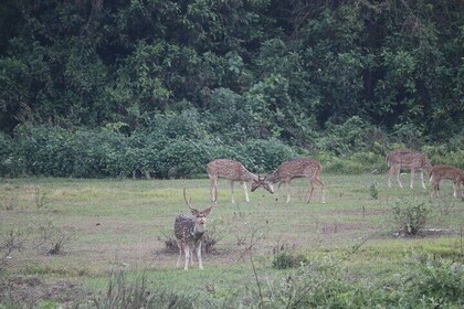 One Day Tour inside Chitwan National Park