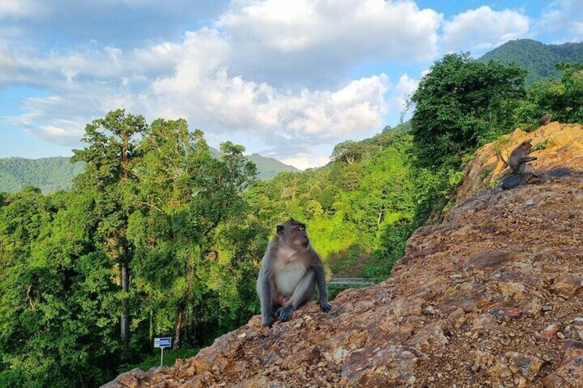 Lombok Pusuk Monkey Forest