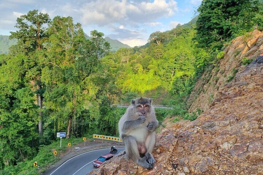 Lombok Pusuk Monkey Forest