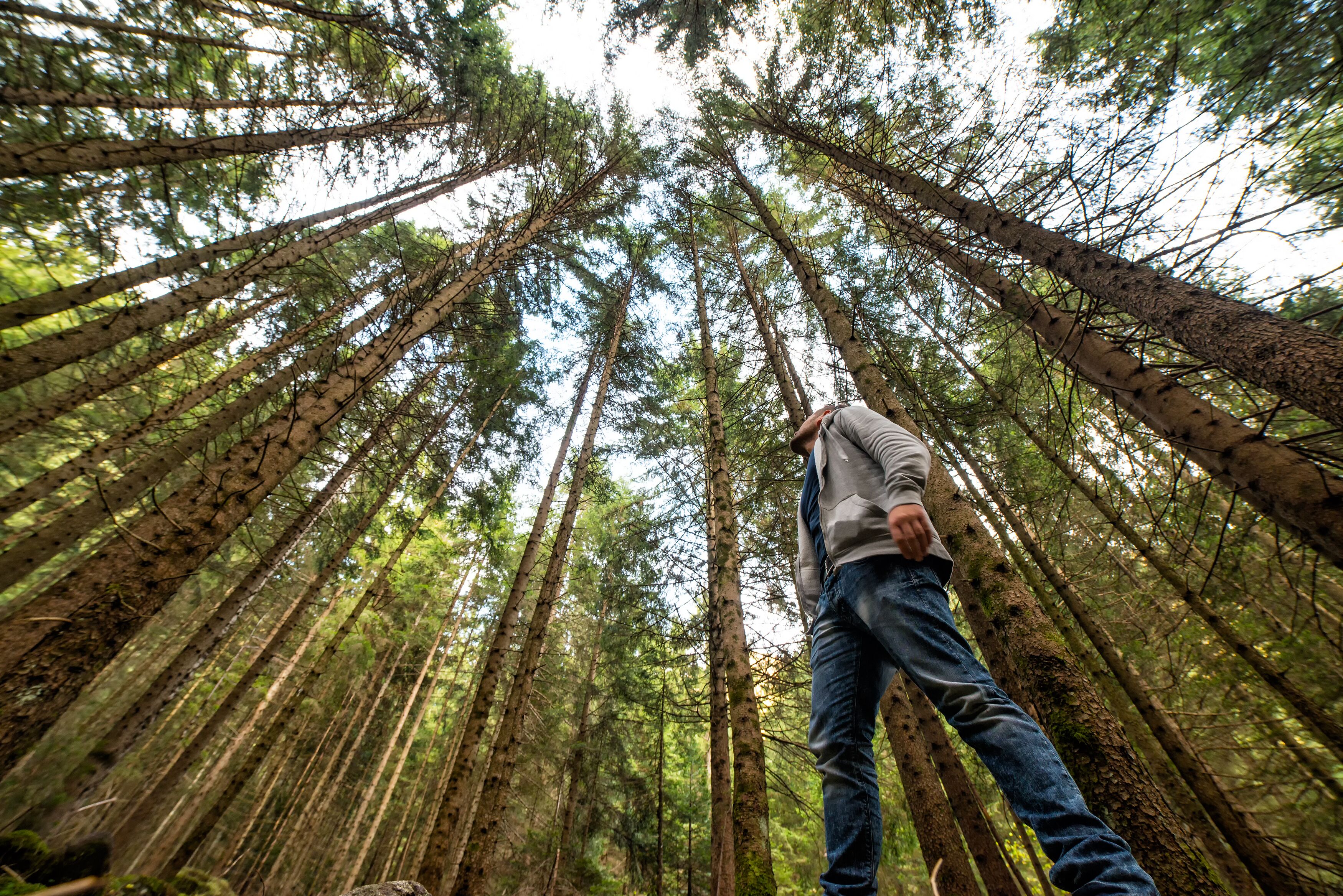 Napa Vally Wine Country Tour and Muir Woods Day Tour from San Francisco