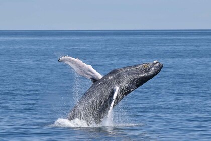 Cape May : Croisière panoramique d’observation des baleines et des dauphins
