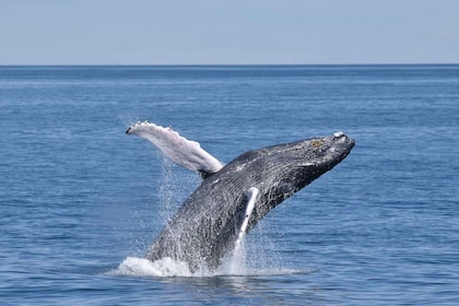 五月岬：風景優美的鯨魚和海豚觀賞遊輪