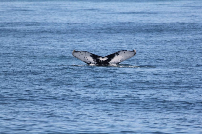 Picture 3 for Activity Cape May: Scenic Whale and Dolphin Watching Cruise