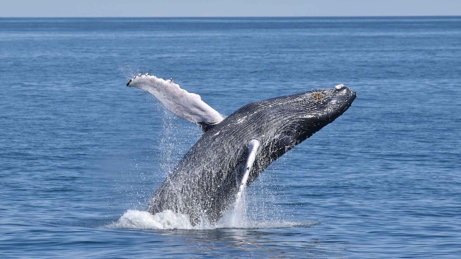 Cape May: Scenic Whale and Dolphin Watching Cruise