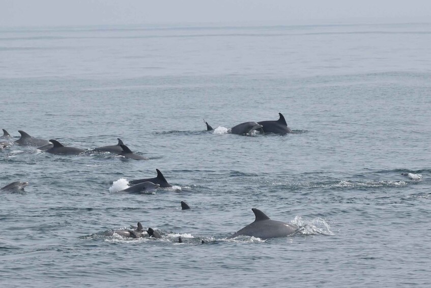 Picture 4 for Activity Cape May: Scenic Whale and Dolphin Watching Cruise