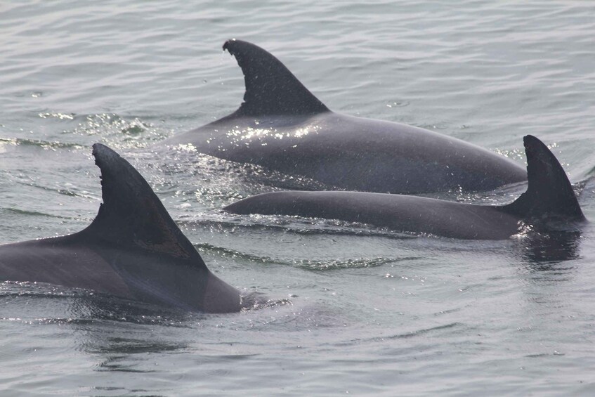 Picture 2 for Activity Cape May: Scenic Whale and Dolphin Watching Cruise