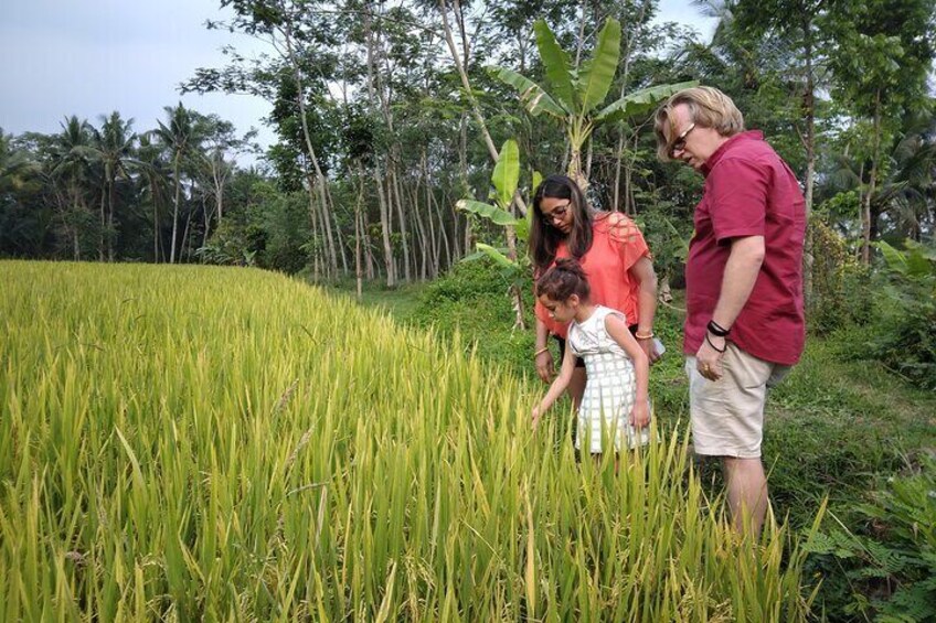 Private Guided Tour in Yogyakarta Agroforestry and Countryside