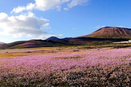 Customized Private Tours of Lanzarote island