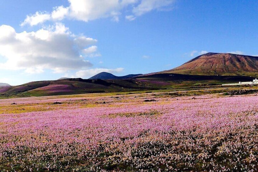 Customized Private Tours of Lanzarote island 