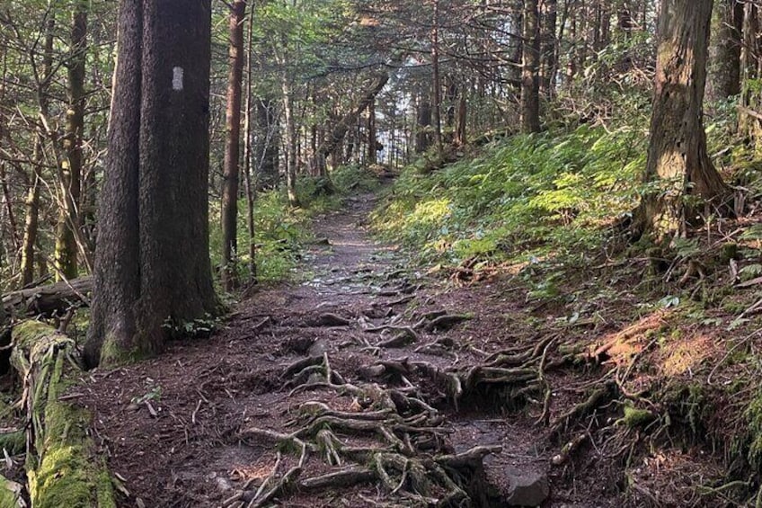 Full Day Hike to Charlies Bunion on the Appalachian Trail